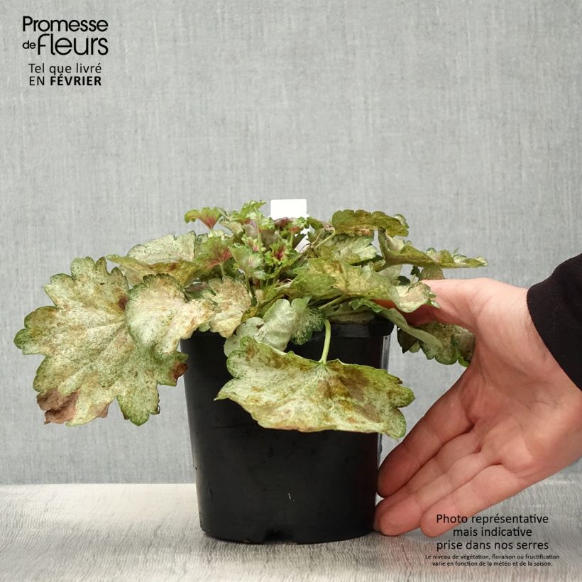 Example of Heuchère - Heuchera Snowy Panky Pot de 1,5L/2L as you get in hiver