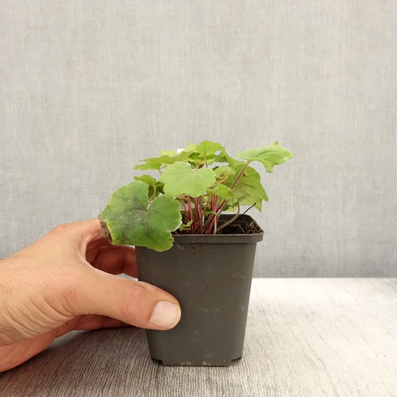Example of Heucherella Citrus shock Godet de 8/9 cm as you get in automne