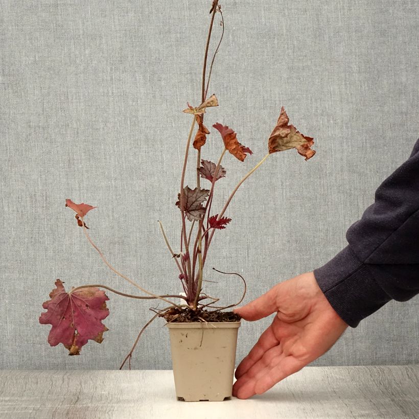 Example of Heucherella Cracked Ice Godet de 8/9 cm as you get in ete