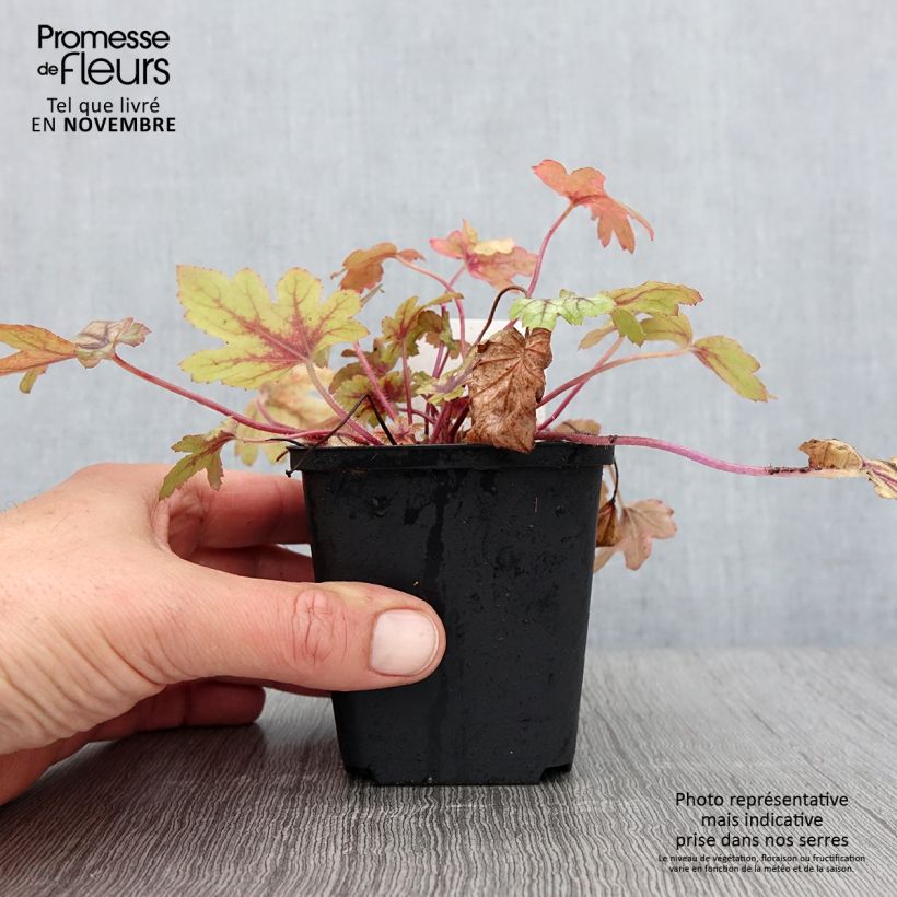 Example of Heucherella Eye Spy Godet de 8/9 cm as you get in automne