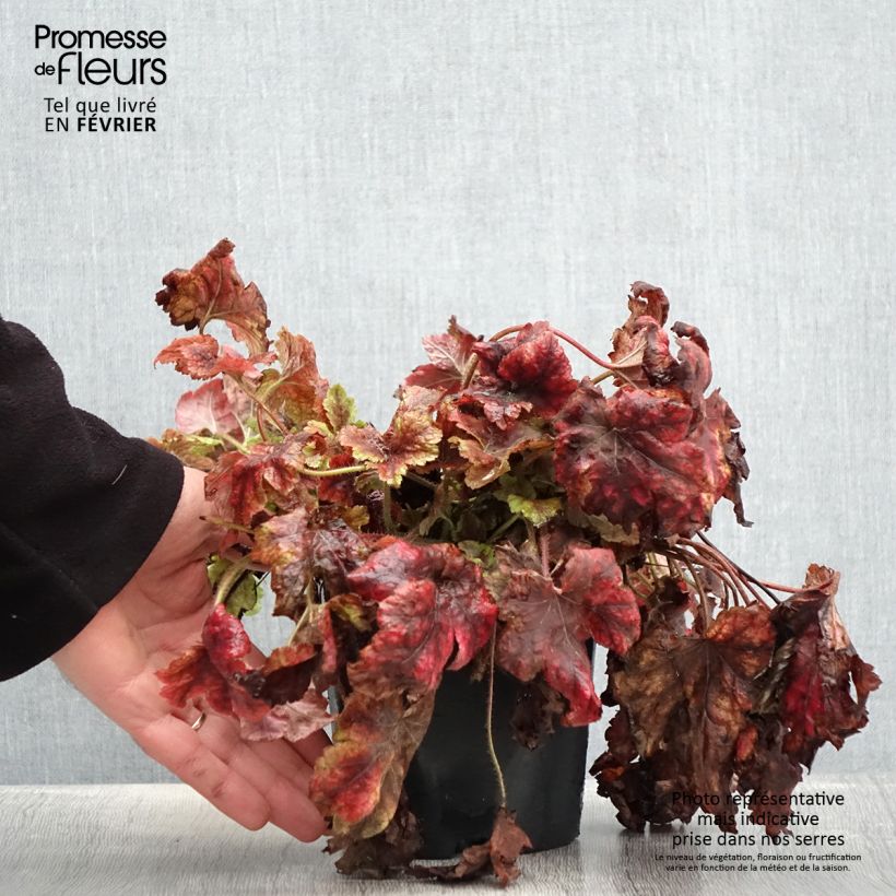 Example of Heucherella Golden Zebra Pot de 1,5L/2L as you get in hiver