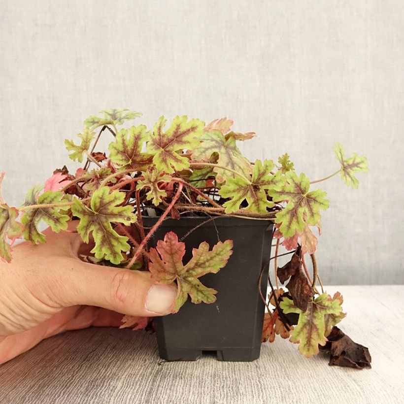 Example of Heucherella Tapestry Godet de 8/9 cm as you get in automne