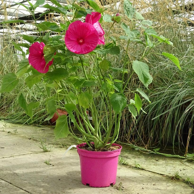 Hibiscus moscheutos Rose - Hibiscus des marais (Plant habit)