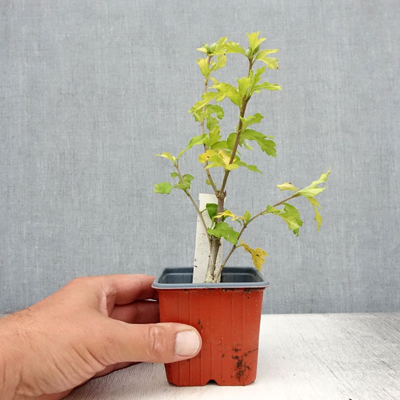 Example of Hibiscus syriacus Admiral Dewey - Althéa blanc double Godet de 8/9 cm as you get in ete