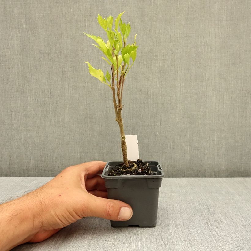 Example of Hibiscus syriacus Flower Tower White - Althea blanc Godet de 8/9 cm as you get in ete