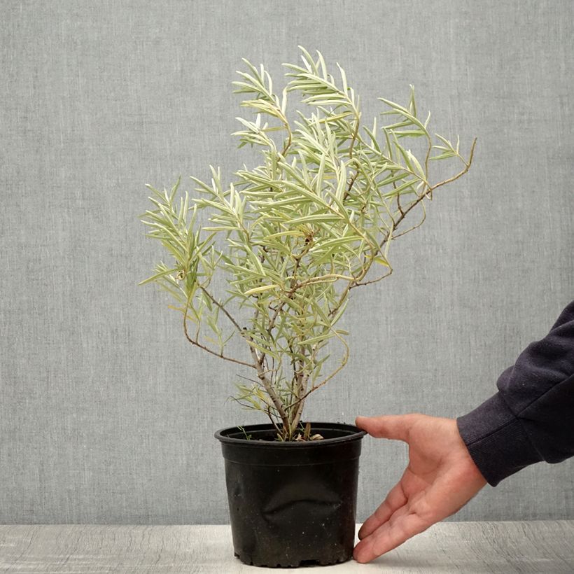 Example of Hippophae rhamnoides - Argousier Pot de 2L/3L as you get in ete