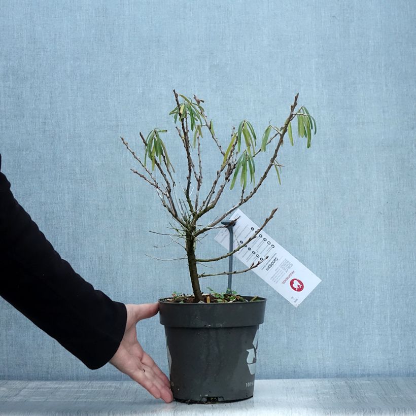 Example of Hippophae rhamnoides Botanica - Argousier femelle Pot de 3L/4L as you get in automne