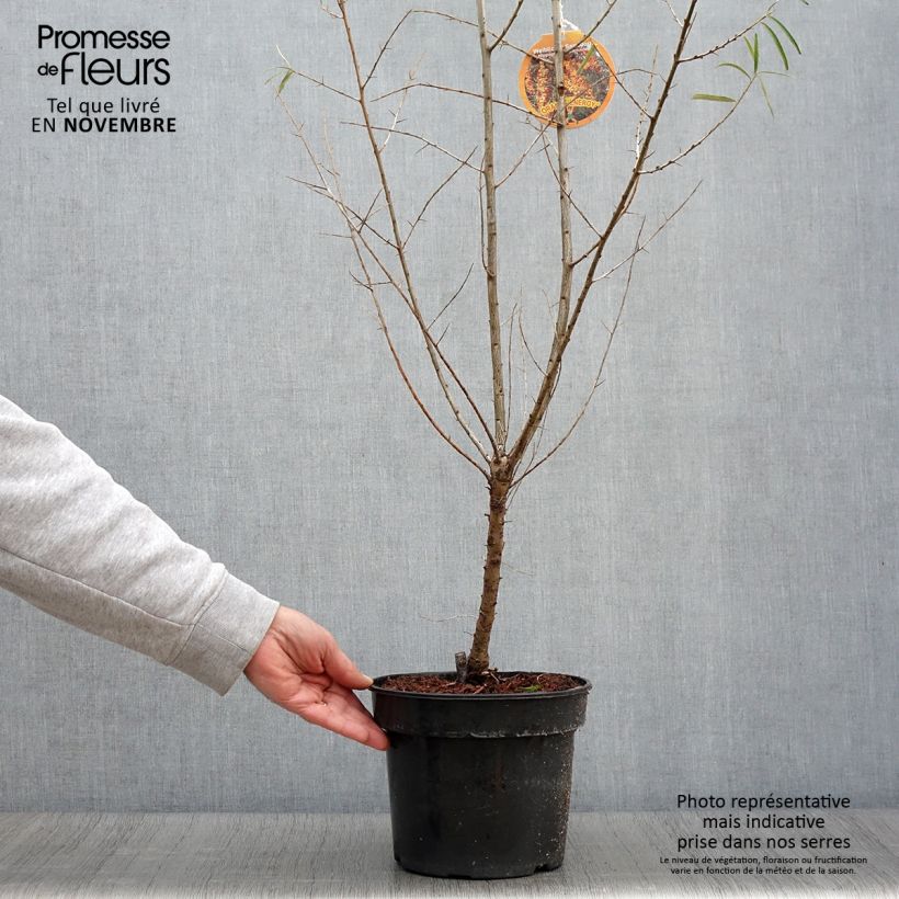 Example of Hippophae rhamnoides Orange Energy - Argousier  Pot de 3L/4L as you get in automne
