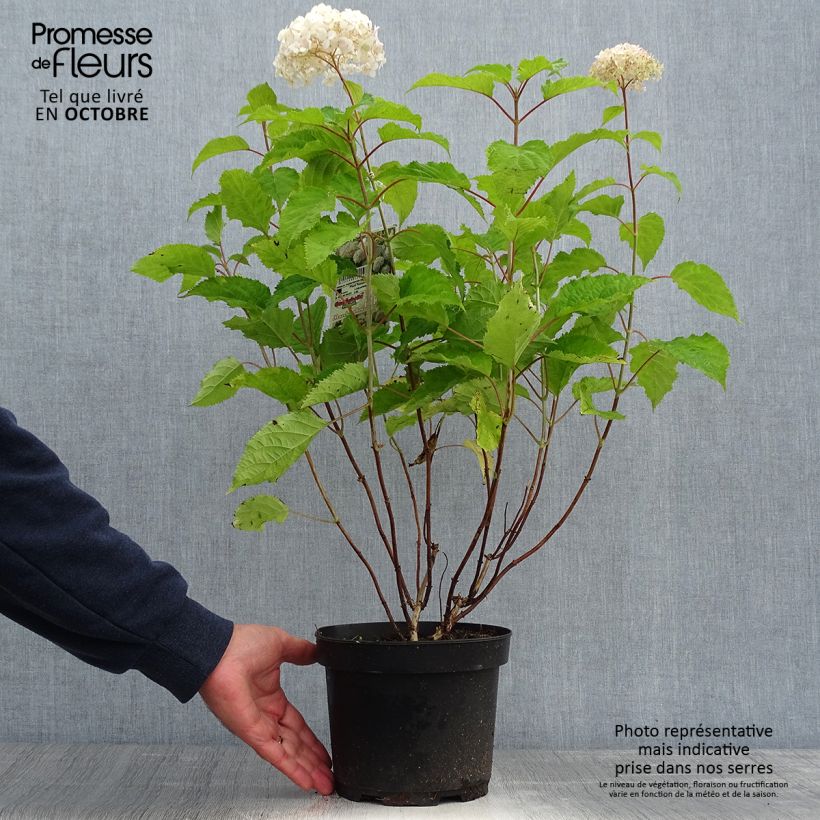 Example of Hortensia arborescens Candybelle Marshmallow Pot de 3L/4L as you get in automne