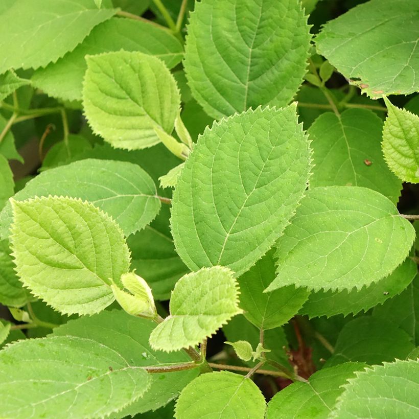 Hortensia arborescens Ruby Annabelle (Foliage)
