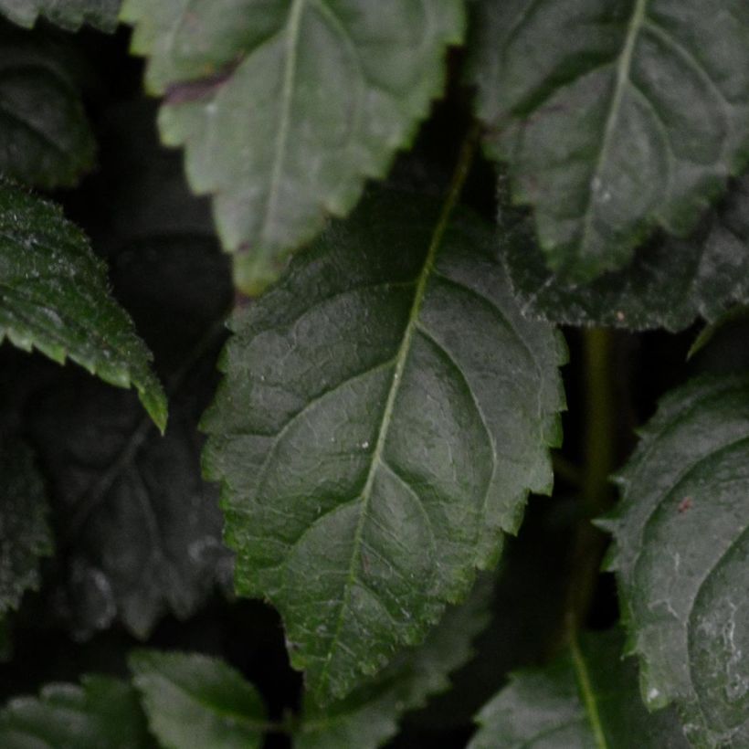 Hortensia grimpant - Hydrangea petiolaris Winter Surprise (Foliage)