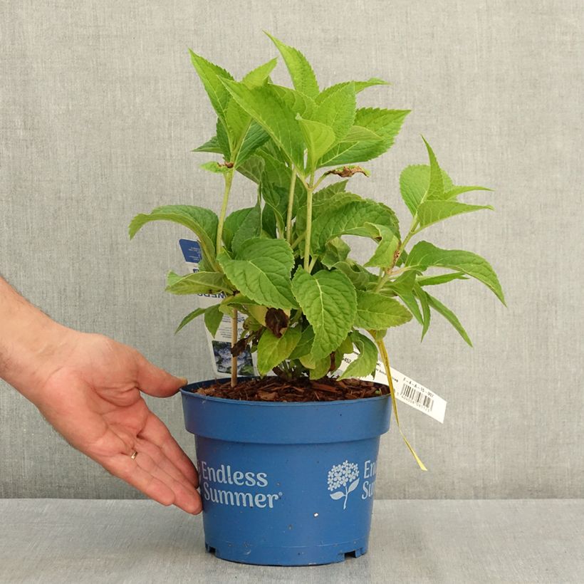 Example of Hortensia - Hydrangea macrophylla Endless Summer The Original (bleu) Pot de 2L/3L as you get in ete