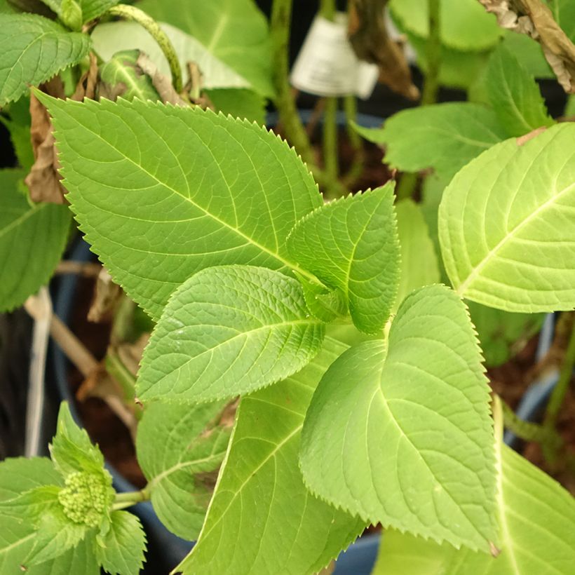 Hortensia - Hydrangea macrophylla Endless Summer The Original (Rose) (Foliage)