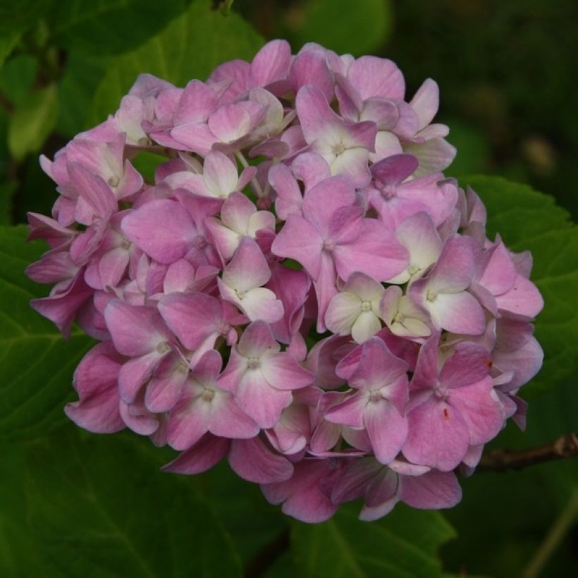 Hortensia - Hydrangea macrophylla Generale Vicomtesse de Vibraye (Flowering)