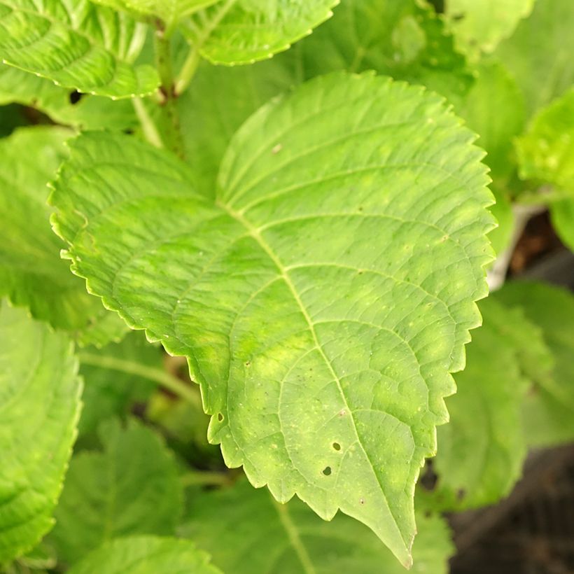 Hortensia - Hydrangea macrophylla Green Ever Belles (Foliage)