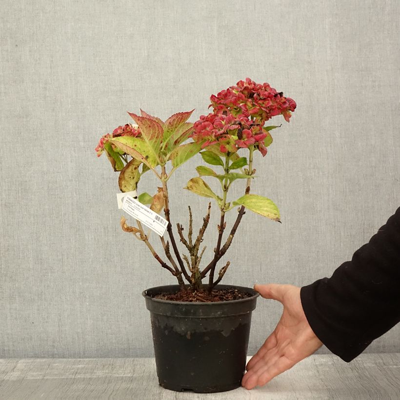 Example of Hortensia - Hydrangea macrophylla Green Ever Belles Pot de 2L/3L as you get in automne