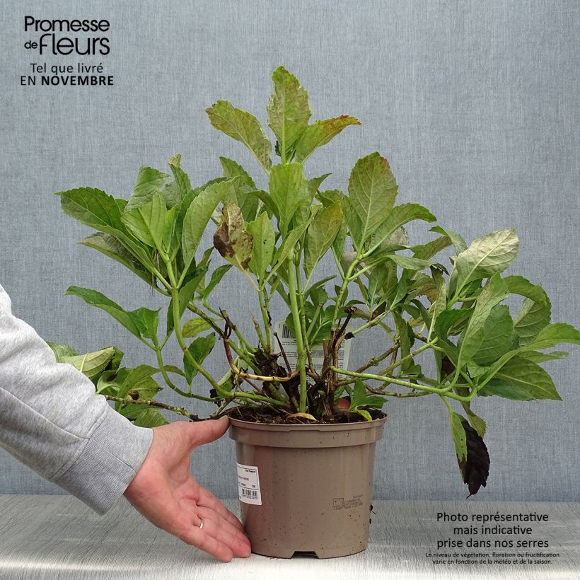 Example of Hortensia - Hydrangea macrophylla Sœur Thérèse Pot de 2L/3L as you get in automne