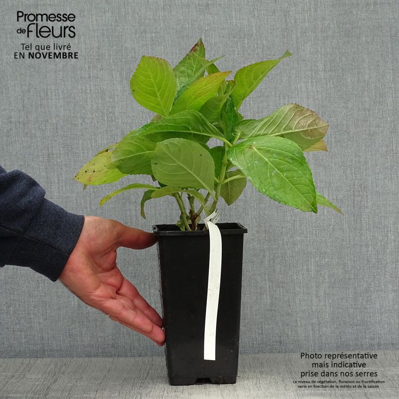 Example of Hortensia - Hydrangea macrophylla You and Me Romance Pot de 1,5L/2L as you get in automne