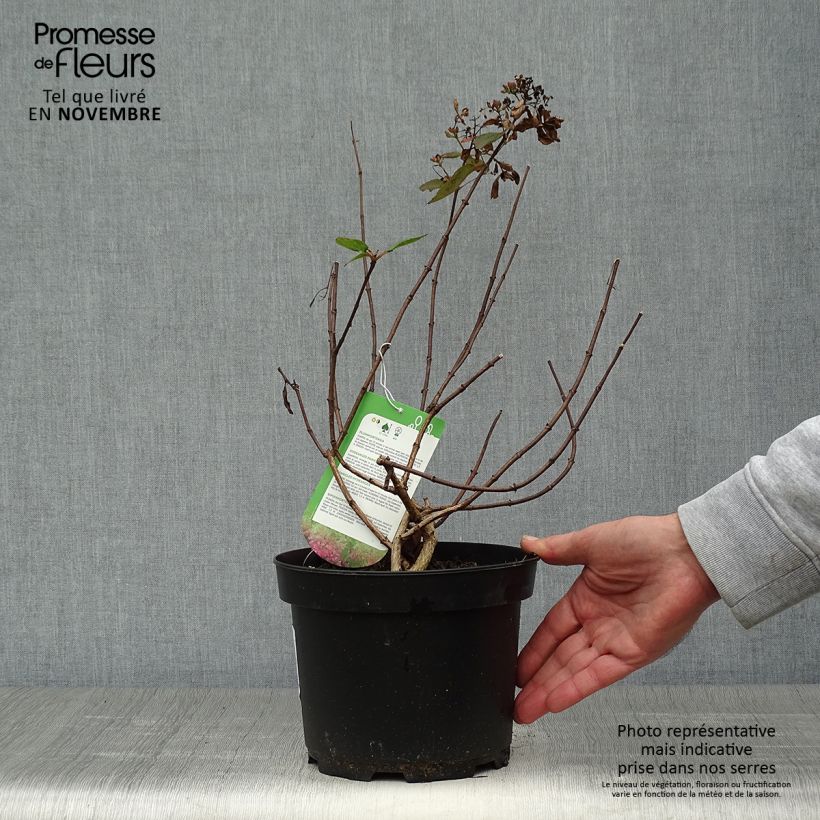 Example of Hydrangea paniculata Diamant Rouge - Hortensia paniculé Pot de 2L/3L, Buisson as you get in automne