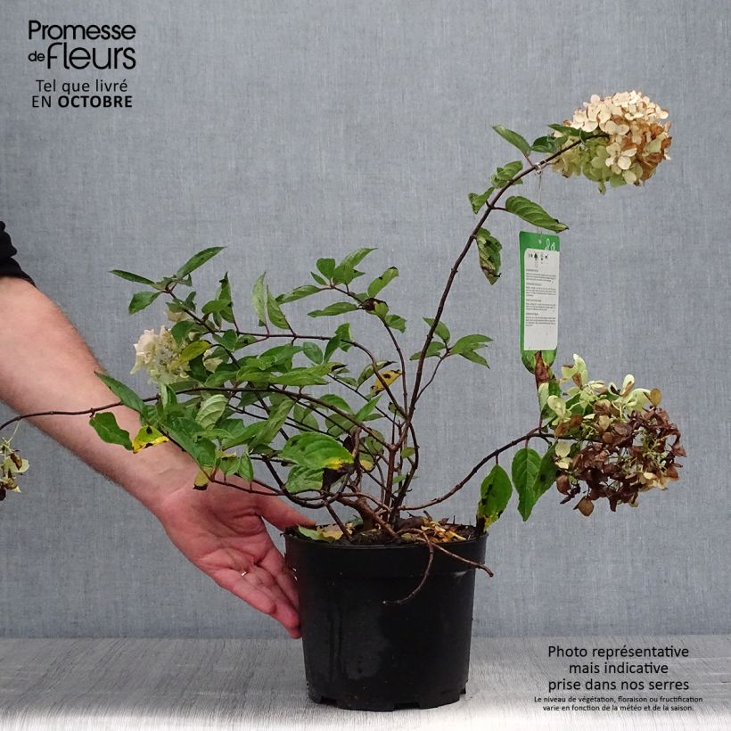 Example of Hydrangea paniculata Grandiflora - Hortensia paniculé Pot de 3L/4L as you get in automne