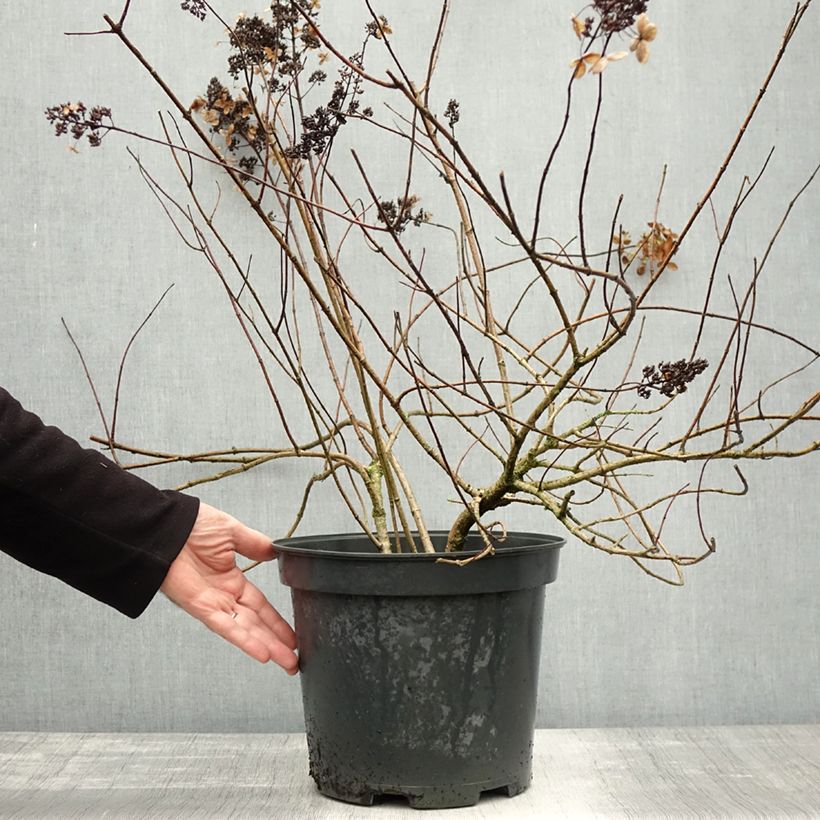 Example of Hydrangea paniculata Kyushu - Hortensia paniculé Pot de 7,5L/10L as you get in automne