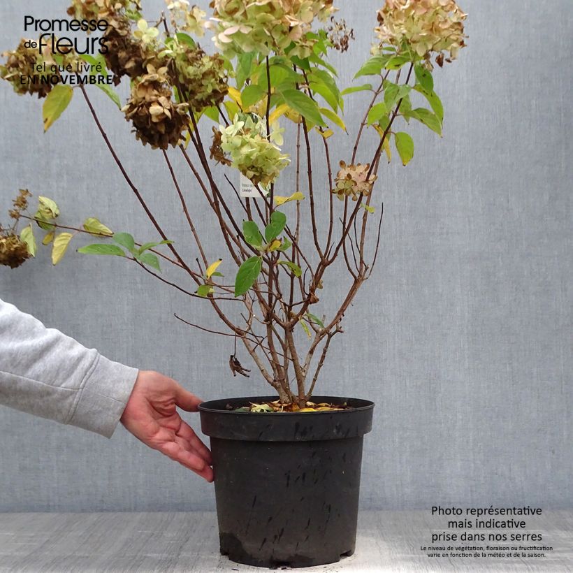 Example of Hydrangea paniculata Limelight - Hortensia paniculé Pot de 6L/7L as you get in automne