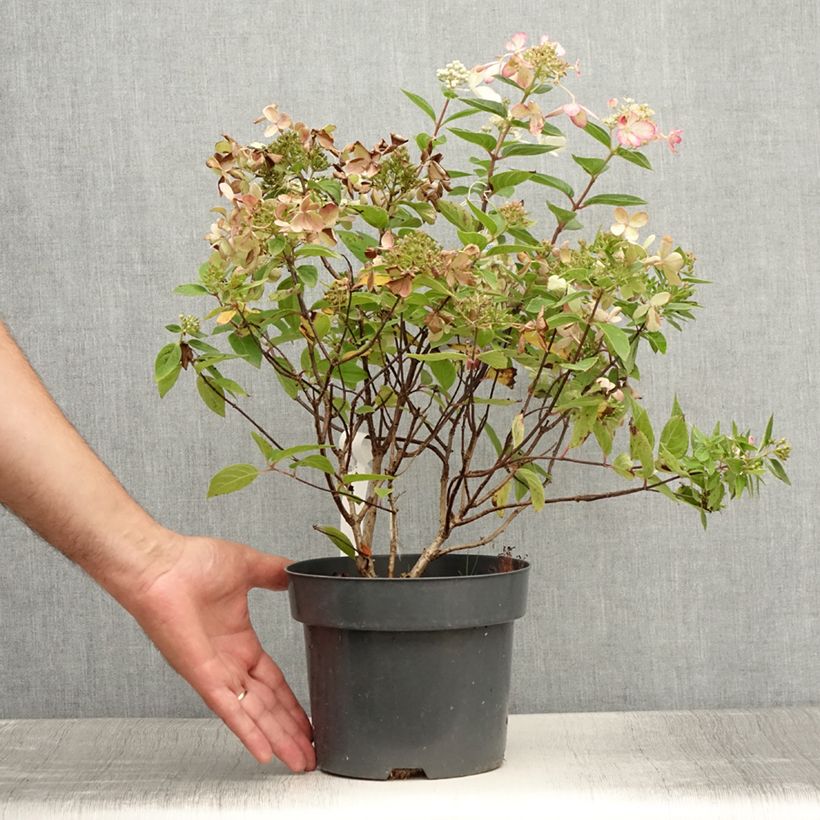 Example of Hydrangea paniculata Pastelgreen - Hortensia paniculé Pot de 3L/4L as you get in ete