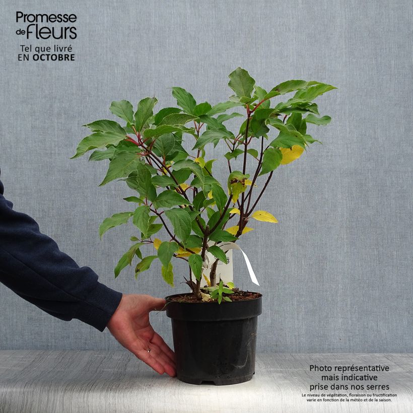 Example of Hydrangea paniculata Phantom - Hortensia paniculé Pot de 2L/3L as you get in automne