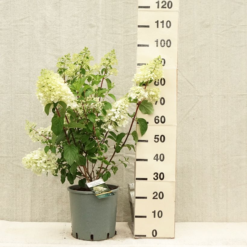 Example of Hydrangea paniculata Silver Dollar - Hortensia paniculé Pot de 7,5L/10L as you get in ete