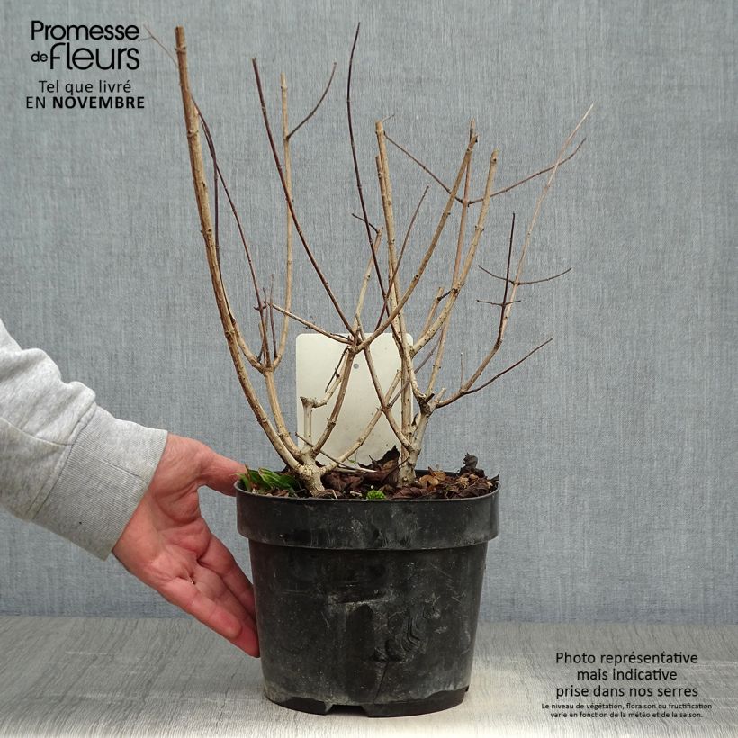 Example of Hydrangea paniculata Sundae Fraise - Hortensia paniculé rose Pot de 2L/3L as you get in automne