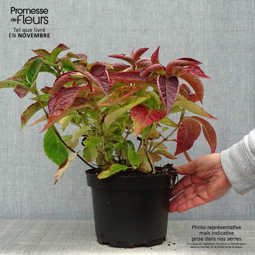 Example of Hortensia - Hydrangea serrata Blue Bird Pot de 3L/4L as you get in automne