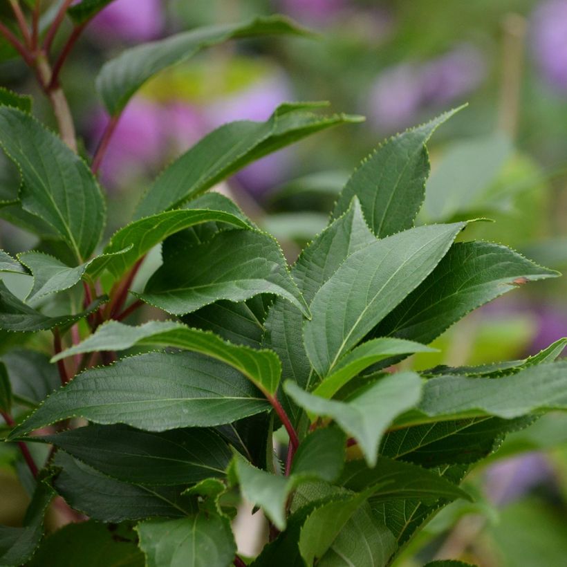 Hortensia - Hydrangea serrata Blue Bird (Foliage)