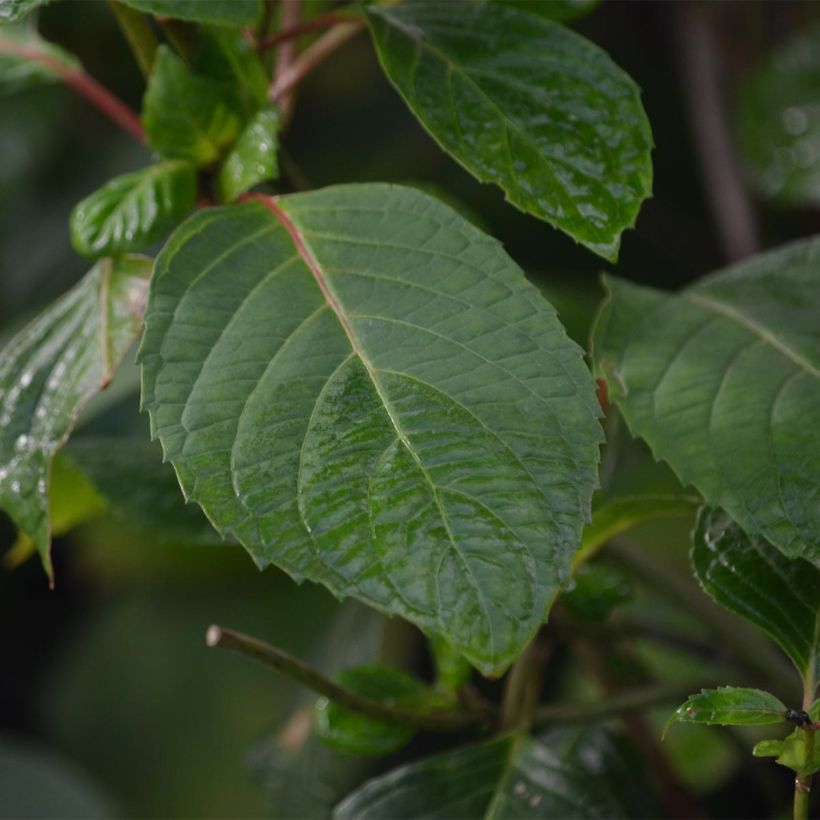 Hortensia - Hydrangea serrata Precioza (Foliage)
