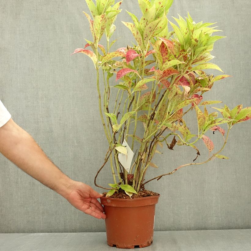 Example of Hortensia macrophylla Cloudi Pot de 3L/4L as you get in ete
