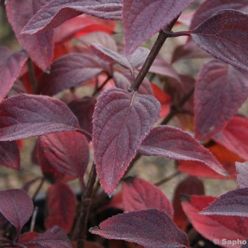 Hydrangea paniculata Diamant Rouge - Hortensia paniculé (Foliage)