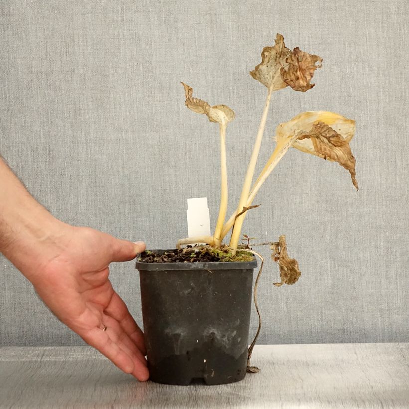 Example of Hosta abiqua Drinking Gourd Pot de 1,5L/2L as you get in automne