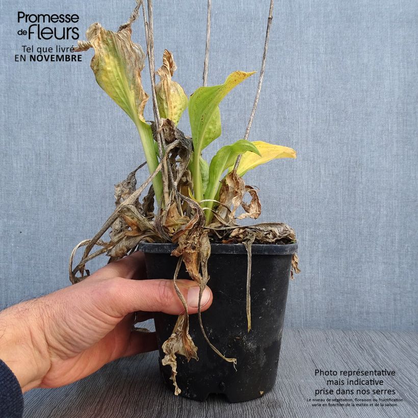 Example of Hosta Allegan Fog Pot de 1,5L/2L as you get in automne