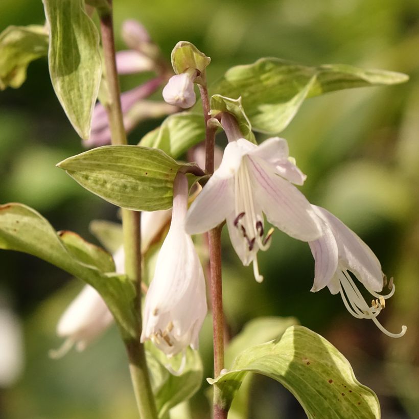Hosta Allegan Fog (Flowering)
