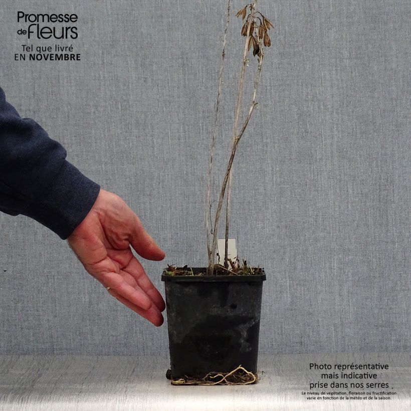 Example of Hosta Alligator Alley Pot de 1,5L/2L as you get in automne