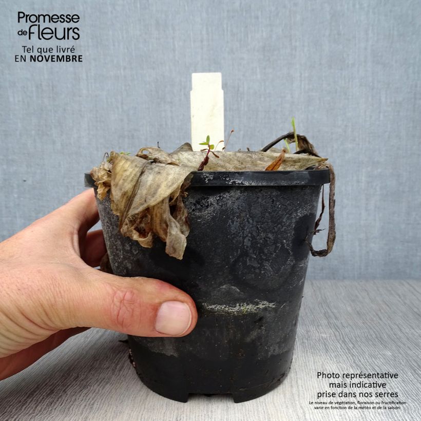 Example of Hosta Beach Boy Pot de 1,5L/2L as you get in automne