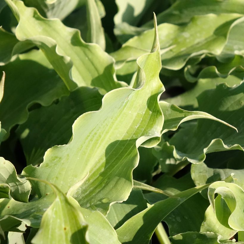 Hosta Blue Cascade (Foliage)
