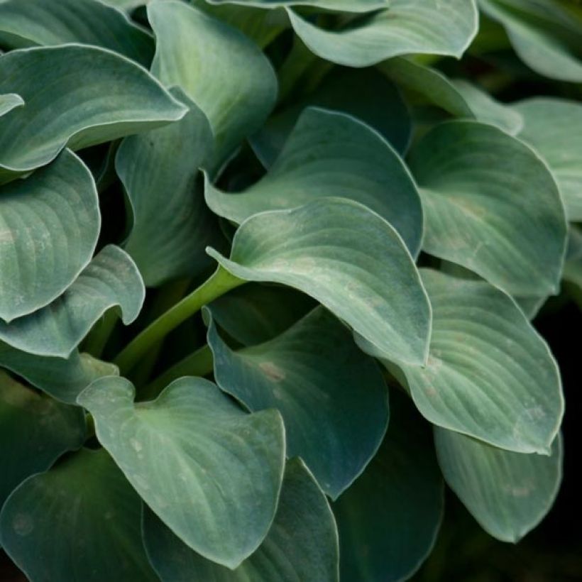 Hosta Blue Mouse Ears - Hosta bleu miniature (Foliage)
