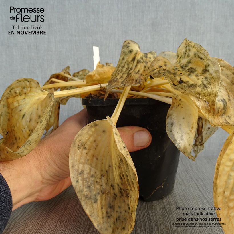 Example of Hosta Blue Vision Pot de 1,5L/2L as you get in automne