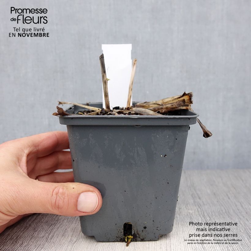 Example of Hosta Center Of Attention Pot de 1L/1,5L as you get in automne