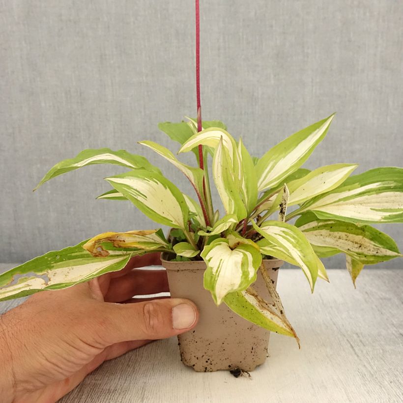 Example of Hosta Cherry Berry Godet de 8/9 cm as you get in ete
