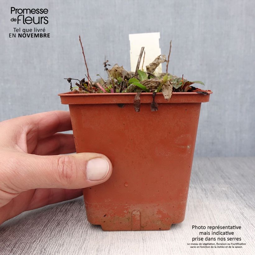 Example of Hosta Christmas Tree Pot de 1L/1,5L as you get in automne