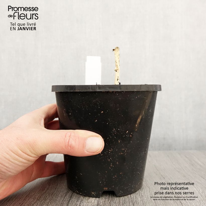 Example of Hosta Clifford's Stingray Pot de 1,5L/2L as you get in hiver