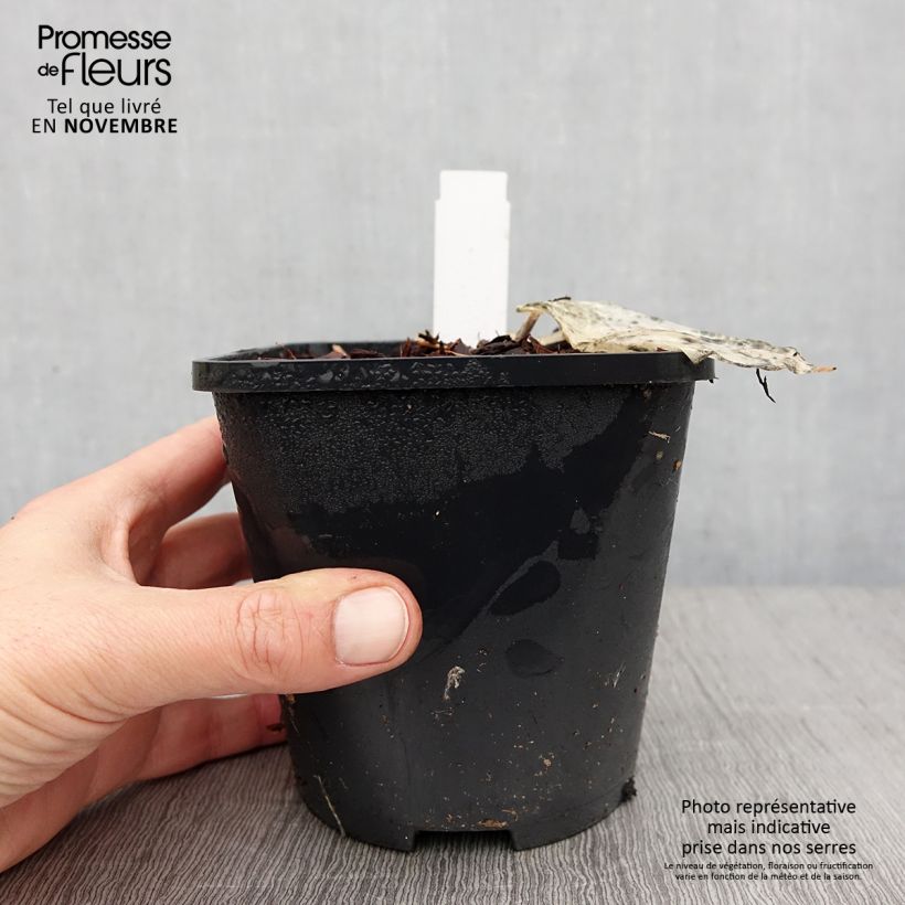 Example of Hosta Color Festival Pot de 1,5L/2L as you get in automne