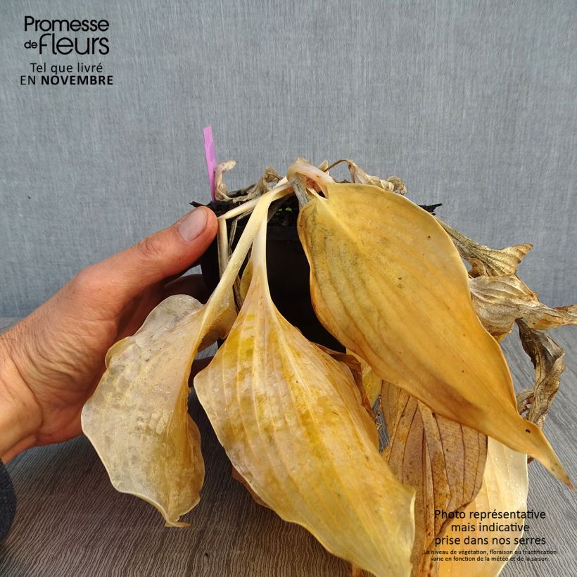 Example of Hosta Diamond Lake Pot de 1,5L/2L as you get in automne