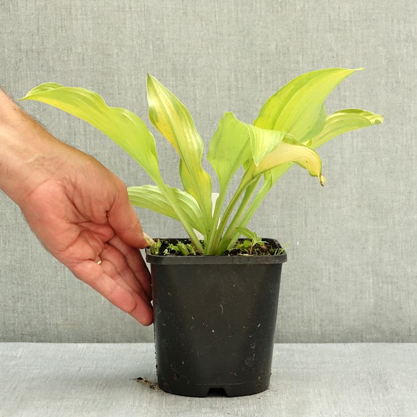 Example of Hosta Django Pot de 1,5L/2L as you get in ete